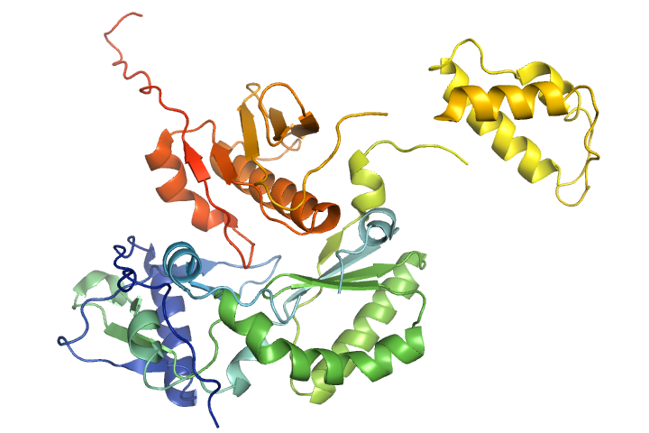 HIV-p51 deletion mutant