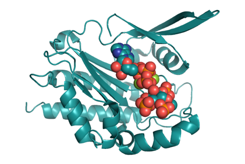 Inositol Hexophosphate Kinase