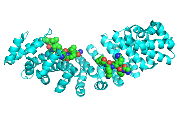 Importin with XRCC1 NLS peptide