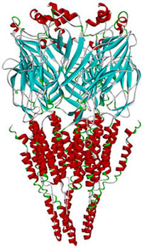 Molecular model of the α7 nicotinic receptor