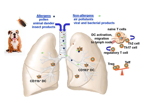 graphic image of allergens and non-allergens through the airways