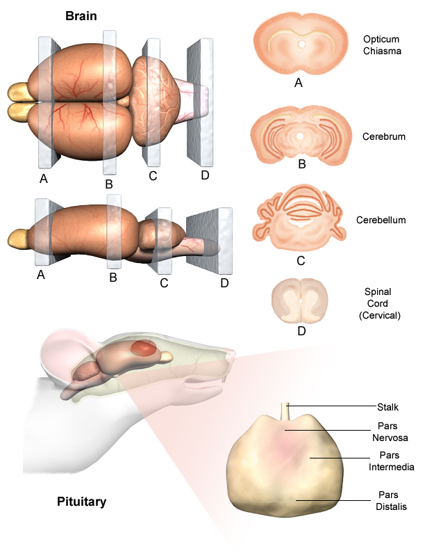 Trimming examples for brain and pituitary