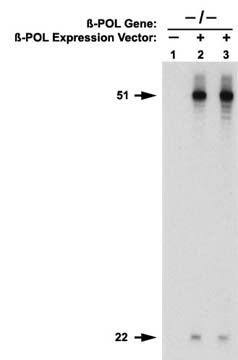 DefaulIn vitro BER Assay with Extracts form Pol Beta Null Cells