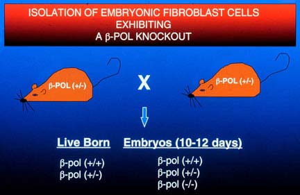 Isolation of Embryonic Fibroblast Cells Exhibiting: A &beta;-Pol KnockOut