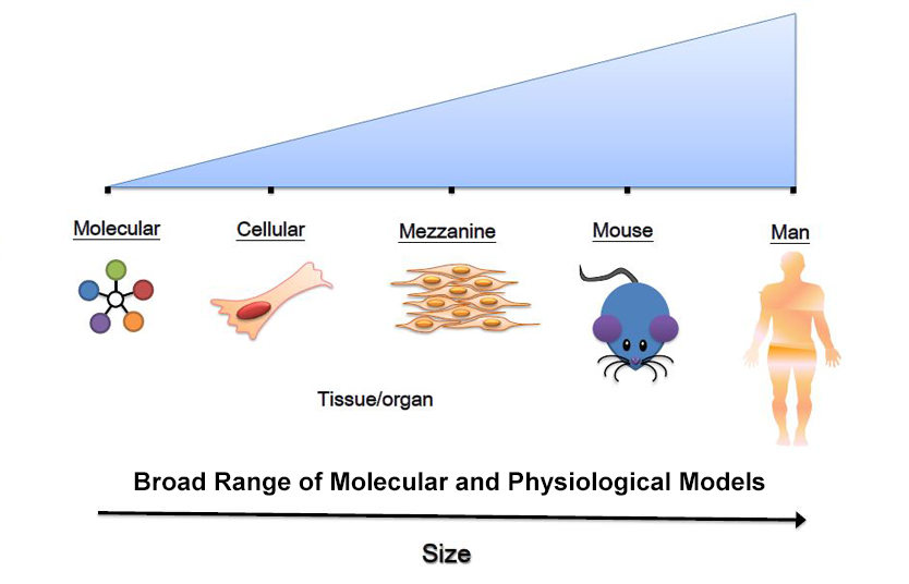 Diagram comparing size of a molecule, cell, tissue, mouse and human man