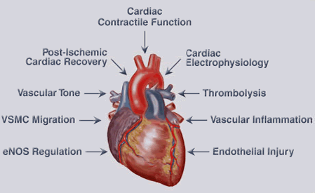 Figure 2: Effects of P450-derived eicosanoids in the cardiovascular system
