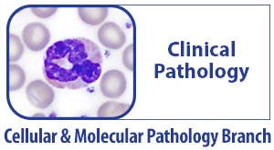 CMPB Clinical Pathology - Cell under microscope