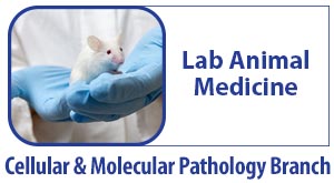 CMPB Lab Animal Medicine - An image of mouse in a scientist's hands