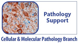 CMPB Pathology Support - An image of a cell