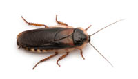 image of cock roach