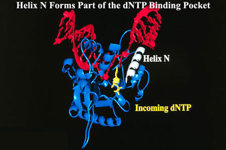 Helix N Forms Part of the dNTP Binding Pocket
