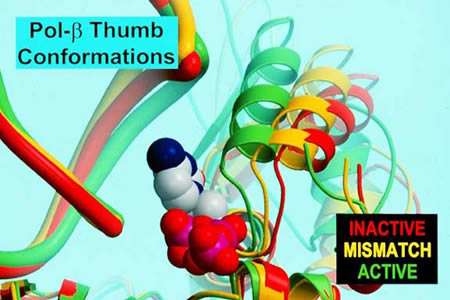 Pol-&beta; Thumb Conformations