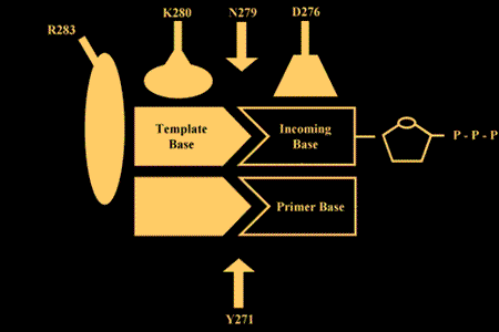 Template Base, Incoming Base, and Primer Base