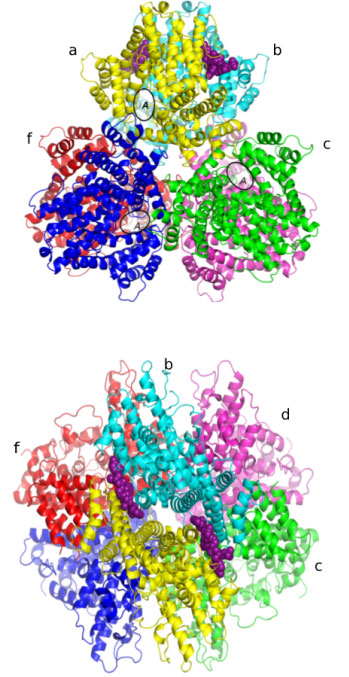Crystal structure of the E. coli dGTPase encoded by the E. coli dgt gene