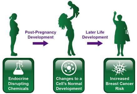 Post-pregnancy development to later life development, Endocrine Disrupting Chemicals, Changes to a Cell's Normal Development, Increased Breast Cancer Risk