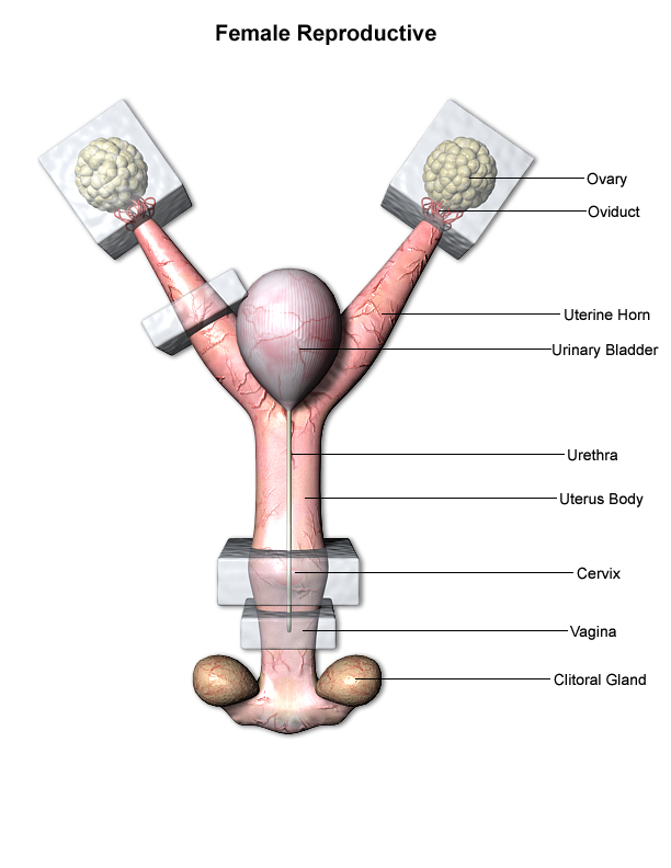 Trimming examples for Female Reproductive