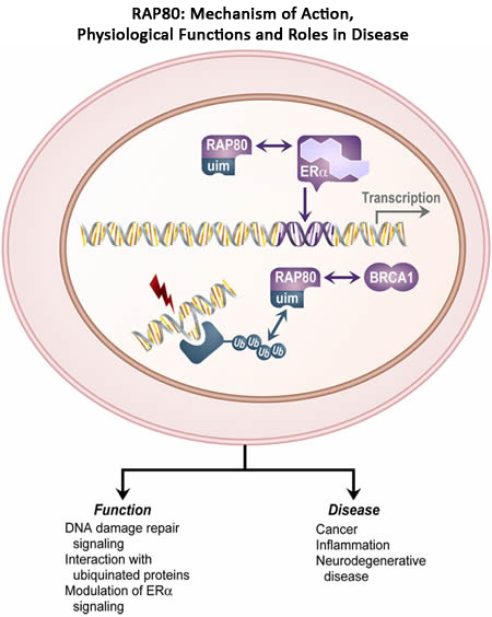 Figure 6. A diagram depicting RAP80 mechanism of action, physiological functions and roles in disease