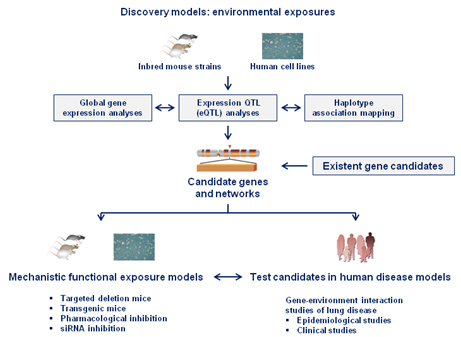 Schematic of the strategy used to identify candidate genes and networks for mechanistic validation and testing in human populations