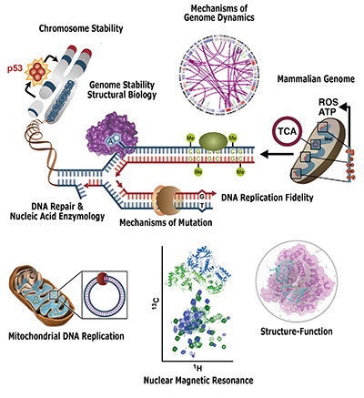 Epigenetic landscapes