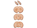 Brain L1-L4 thumb