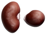 Kidney thumb