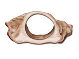 Larynx thumb