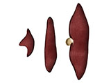 Liver thumb