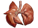 Lungs thumb
