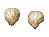 Preputial Glands thumb