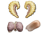 Prostate Sem Ves Coag Gland Bladder thumb