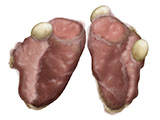 Salivary Glands thumb