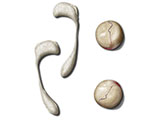 Testes Epididymis thumb