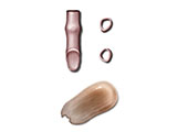 Vagina Uterine Horn Cross Section Bladder thumb