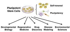 The promise of the Pluripotent Stem Cells