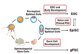 Systematic Dissection of the Pluripotent State