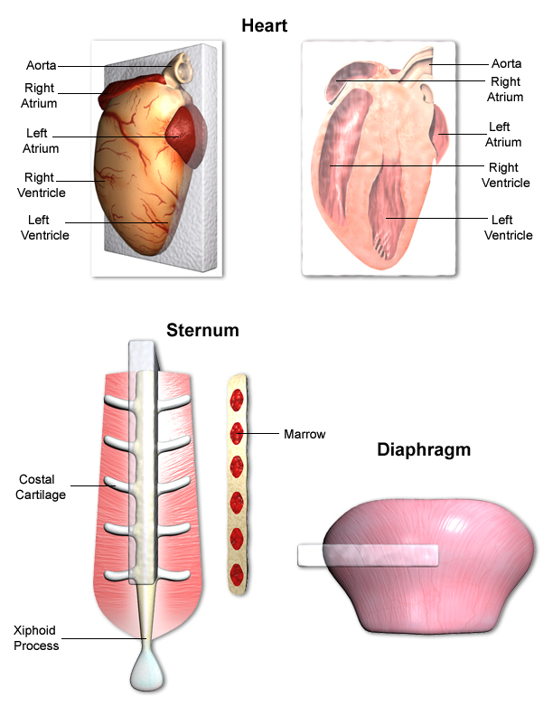 3D diagram of heart and sternum
