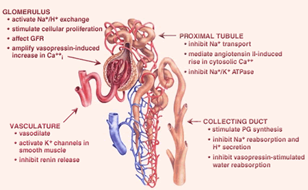 Figure 3: Effects of P450 epoxygenase metabolites in kidney