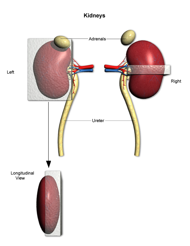 Trimming and sampling guides for Kidneys
