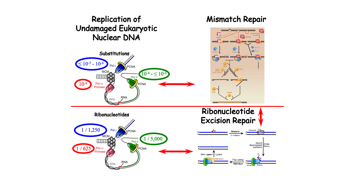 DNA Replication Fidelity Group | National Institute of