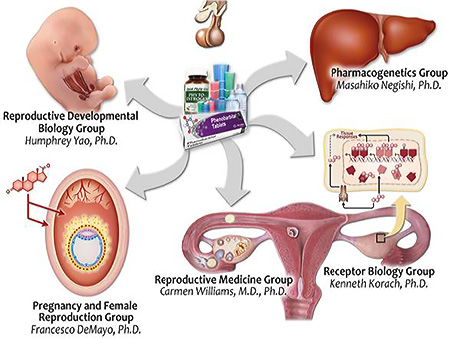 Illustrations for each of the groups within the Laboratory of Reproductive & Developmental Toxicology