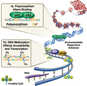 Environmental response genes are regulated by the binding of transcription factors