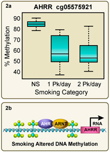 Tobacco smoke exposure dramatically reduces 5-methyl cytosine levels in the AHRR gene