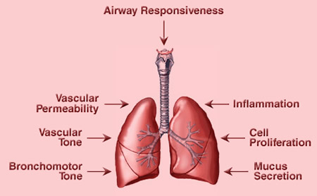 Proposed effects of prostaglandins in the lung