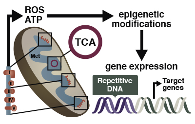 Mammalian Genome Group