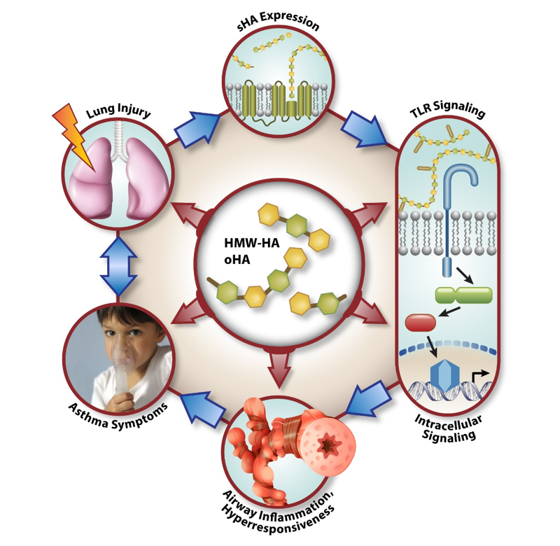 Hyaluronan is released during lung injury, and leads to inflammation and lung disease. Certain hyaluronan types can be used to break this vicious cycle and treat airway disease.