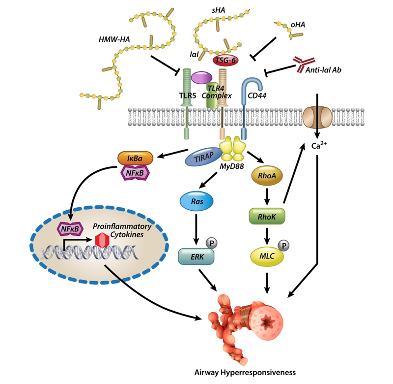 Different signaling pathways of hyaluronan in the airway smooth muscle cell.