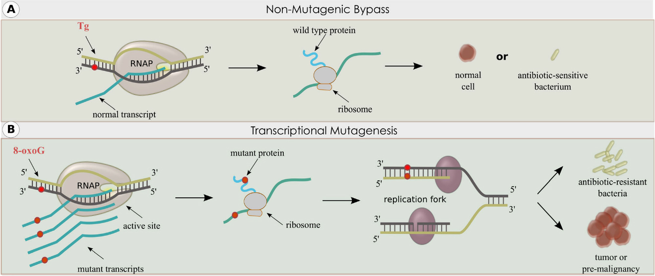 Non-mutagenic Bypass and Transcriptional Mutagenesis