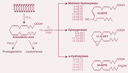 Figure 1: Metabolism of arachidonic acid by cytochromes P450