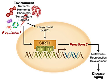 Metabolism, Genes, and Environment Group page image