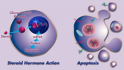 The illustration depicts an overview of the research performed by members of Molecular Endocrinology